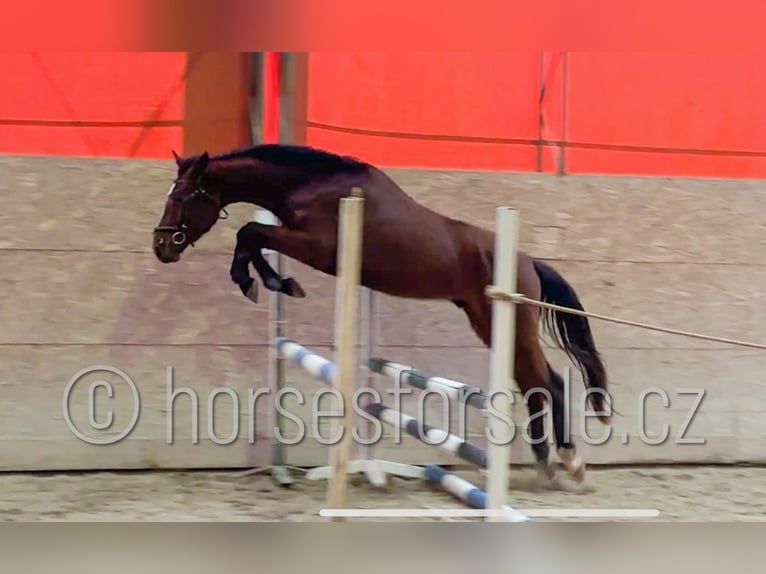 Czech Warmblood Gelding 4 years 16,1 hh Brown in Tyn nad Vltavou