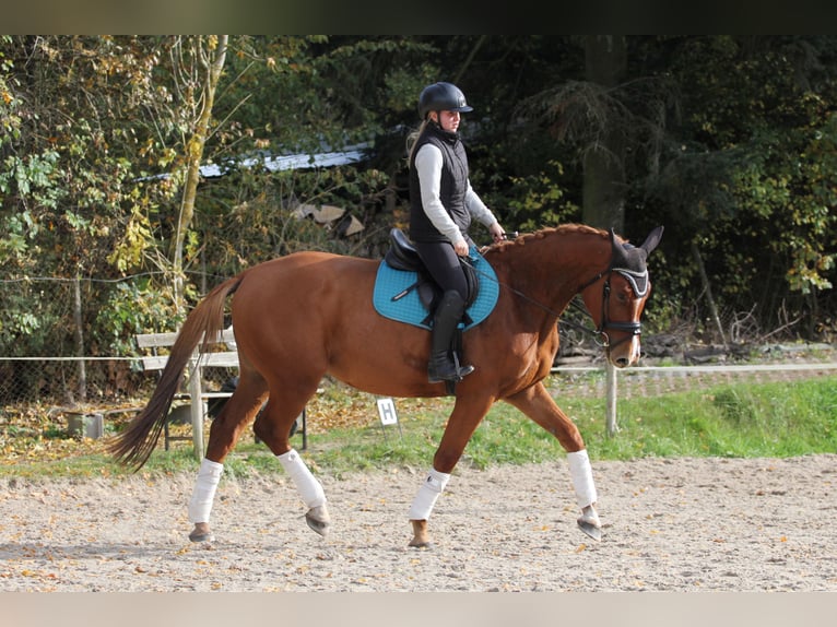 Czech Warmblood Gelding 4 years 16,1 hh Chestnut-Red in Protivin