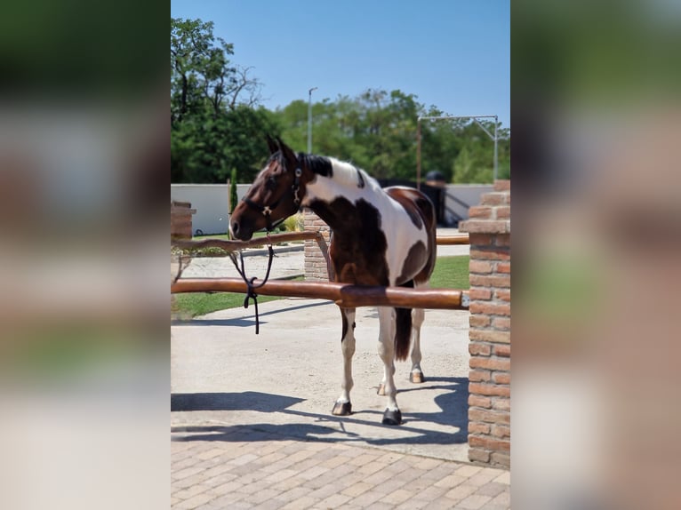 Czech Warmblood Gelding 4 years 16,1 hh Tovero-all-colors in &#x160;amor&#xED;n