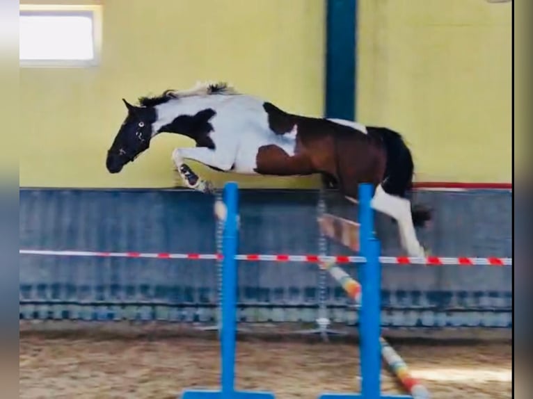 Czech Warmblood Gelding 4 years 16,1 hh Tovero-all-colors in &#x160;amor&#xED;n