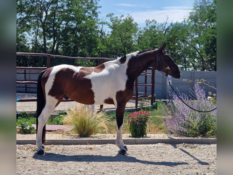 Czech Warmblood Gelding 4 years 16,1 hh Tovero-all-colors in &#x160;amor&#xED;n