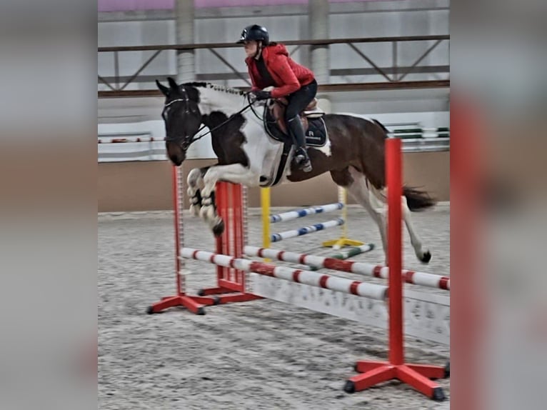 Czech Warmblood Gelding 4 years 16,1 hh Tovero-all-colors in &#x160;amor&#xED;n