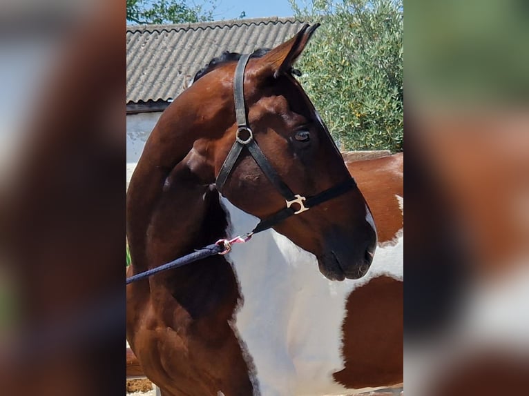 Czech Warmblood Gelding 4 years 16,1 hh Tovero-all-colors in &#x160;amor&#xED;n