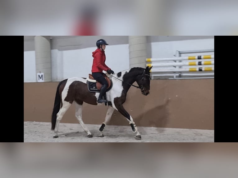 Czech Warmblood Gelding 4 years 16,1 hh Tovero-all-colors in &#x160;amor&#xED;n
