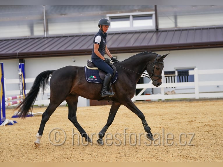 Czech Warmblood Gelding 4 years 16,2 hh Bay-Dark in Pisek