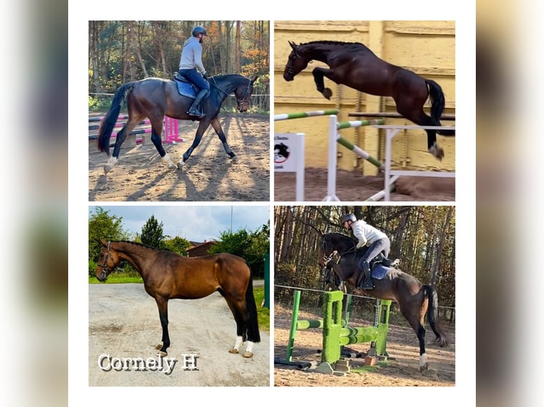 Czech Warmblood Gelding 5 years 16,1 hh Bay in Mladá Boleslav