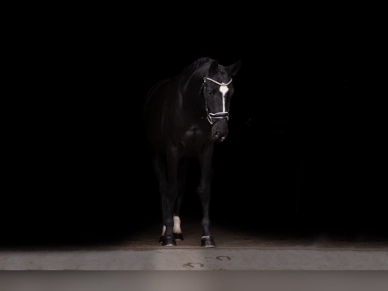 Czech Warmblood Gelding 5 years 16.1 hh Black in Cheb