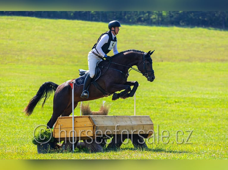 Czech Warmblood Gelding 5 years 16.2 hh Smoky-Black in Pisek