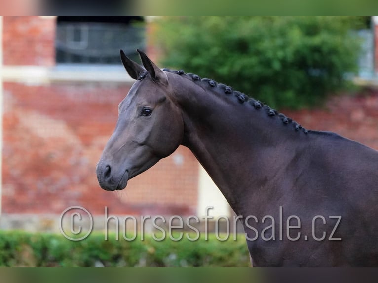 Czech Warmblood Gelding 5 years 16.2 hh Smoky-Black in Pisek