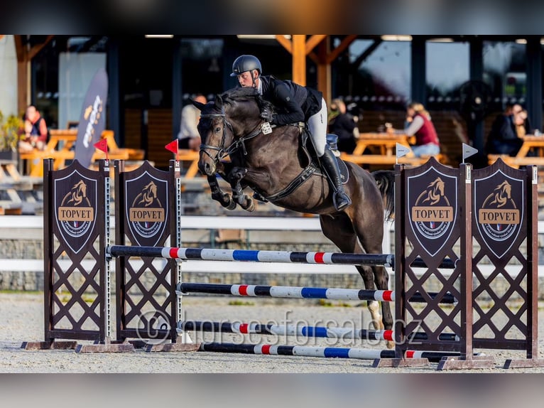 Czech Warmblood Gelding 5 years 16.2 hh Smoky-Black in Pisek