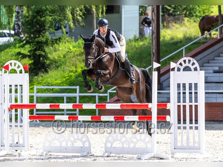 Czech Warmblood Gelding 5 years 16.2 hh Smoky-Black in Pisek