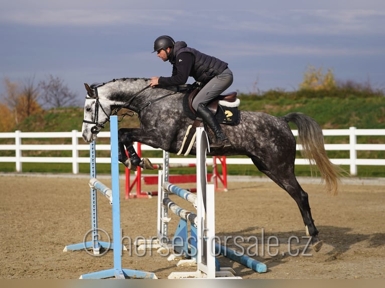 Czech Warmblood Gelding 5 years 16 hh Grey in Olomouc