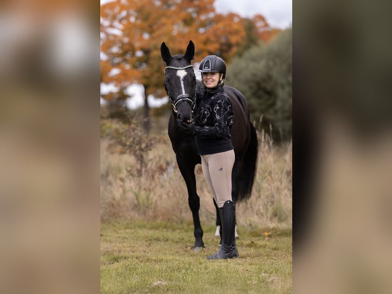 Czech Warmblood Gelding 5 years 16,1 hh Black in Cheb