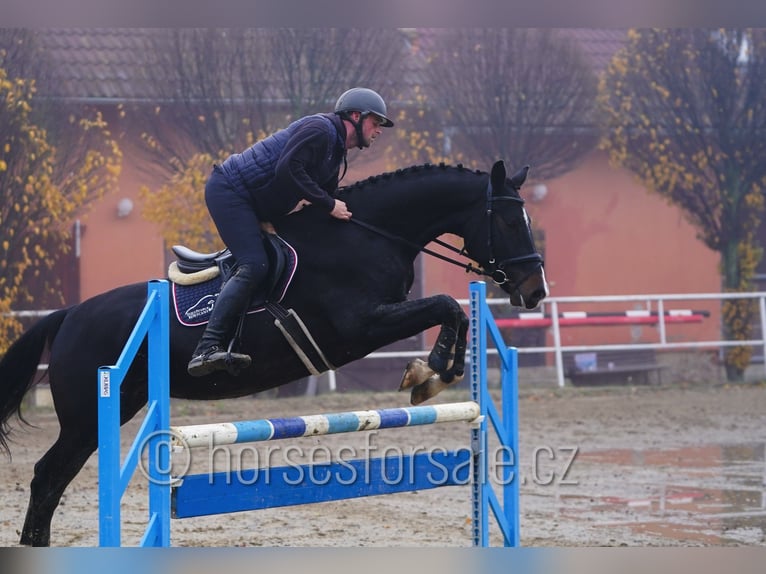 Czech Warmblood Gelding 5 years 16,3 hh Smoky-Black in Neratovice