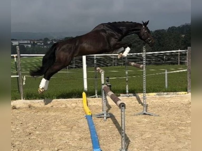 Czech Warmblood Gelding 5 years 17,1 hh Smoky-Black in Hollabrunn