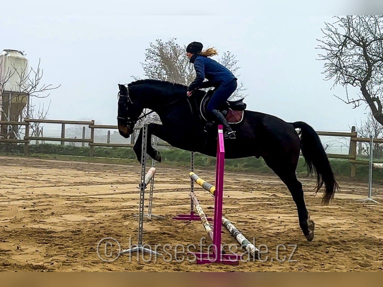 Czech Warmblood Gelding 5 years 17 hh Bay-Dark in Ceske Budejovic