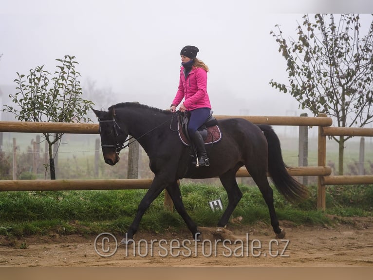 Czech Warmblood Gelding 5 years 17 hh Bay-Dark in Ceske Budejovic