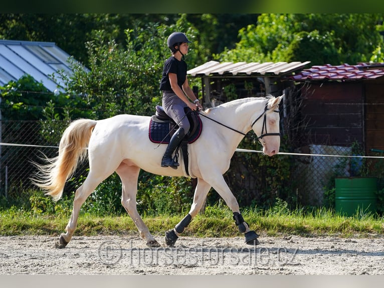 Czech Warmblood Gelding 6 years 15,2 hh Cremello in Prag