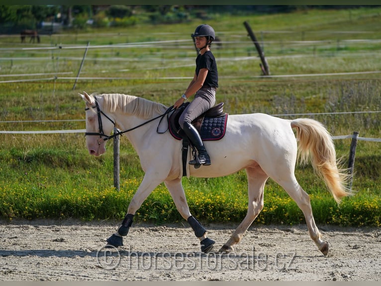 Czech Warmblood Gelding 6 years 15,2 hh Cremello in Prag