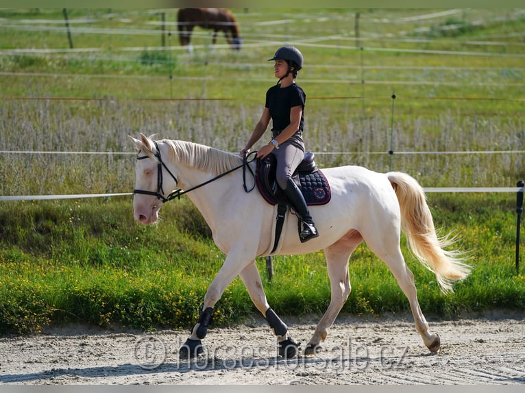 Czech Warmblood Gelding 6 years 15,2 hh Cremello in Prag