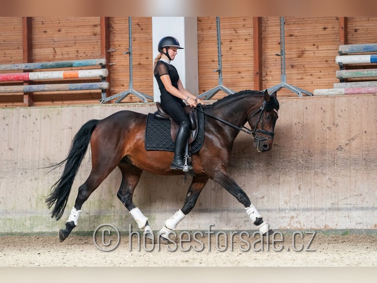 Czech Warmblood Gelding 6 years 16,1 hh Brown in Pilsen