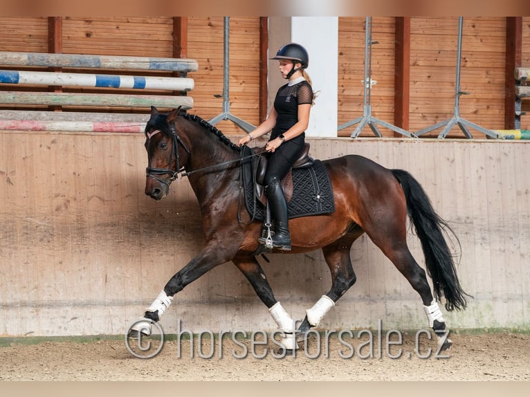 Czech Warmblood Gelding 6 years 16,1 hh Brown in Pilsen