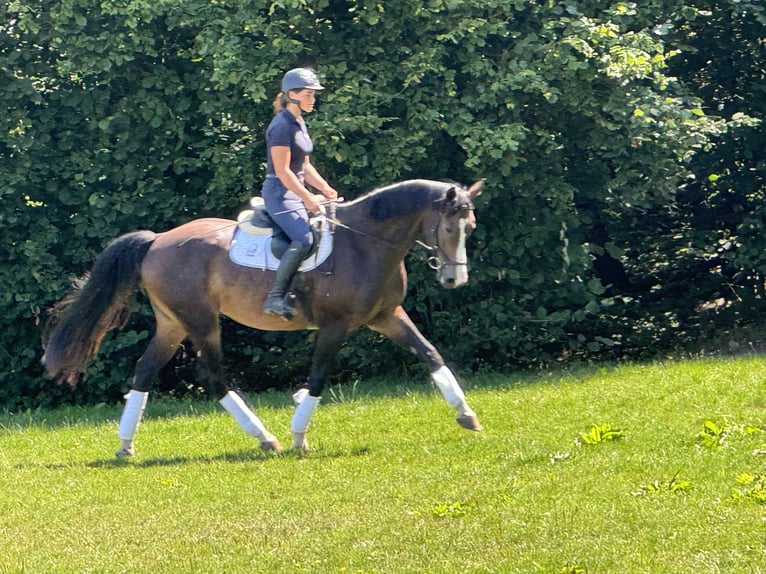 Czech Warmblood Gelding 6 years 16,1 hh Brown in Rudna