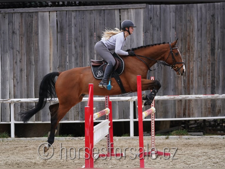 Czech Warmblood Gelding 6 years 16,1 hh Brown in Prag