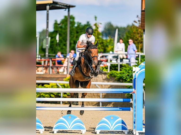 Czech Warmblood Gelding 6 years 16,3 hh Brown in Praque, Czech republic