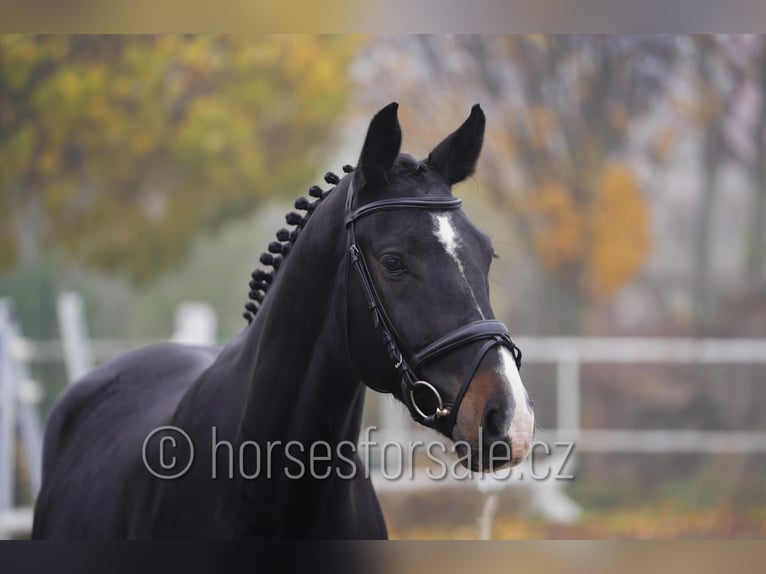 Czech Warmblood Gelding 6 years 16.3 hh Smoky-Black in Neratovice