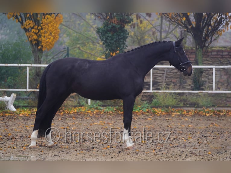 Czech Warmblood Gelding 6 years 16.3 hh Smoky-Black in Neratovice