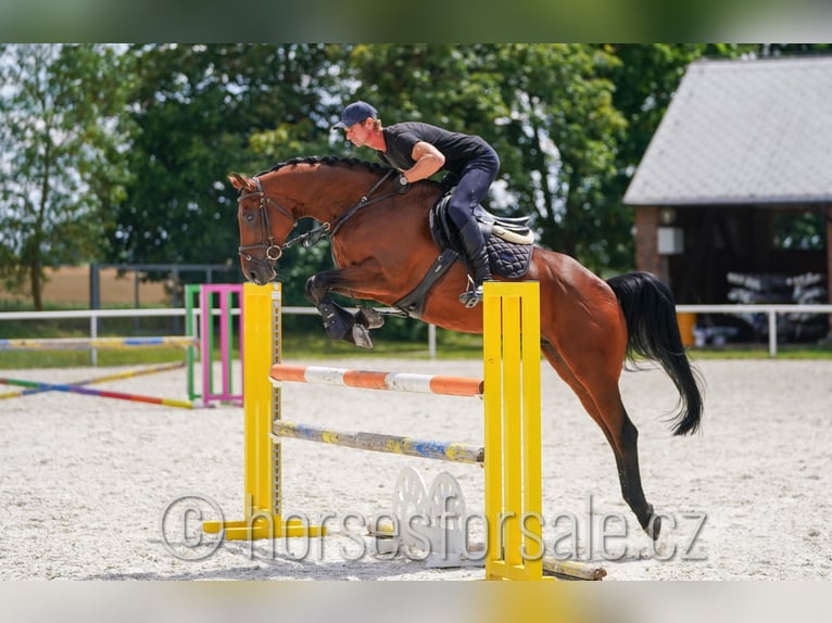 Czech Warmblood Gelding 6 years 16 hh Brown in 39701