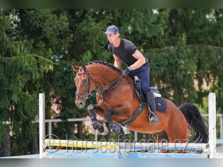 Czech Warmblood Gelding 6 years 16 hh Brown in 39701