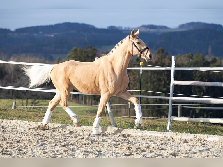 Czech Warmblood Gelding 6 years 16 hh Dun in Alberndorf In Der Riedmark