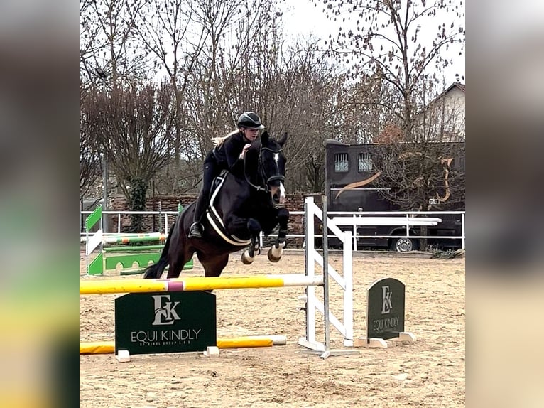 Czech Warmblood Gelding 6 years 16,2 hh Bay-Dark in Prague
