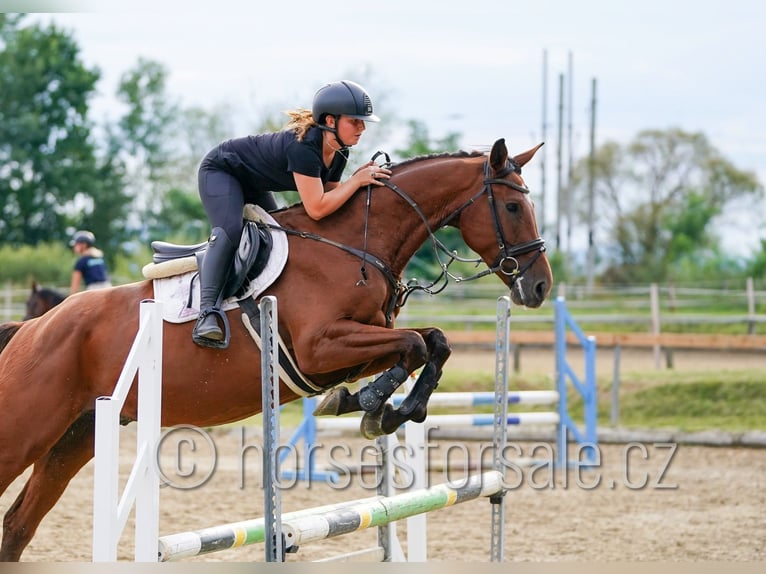 Czech Warmblood Gelding 6 years 16,2 hh Brown in Ceske Budejovice