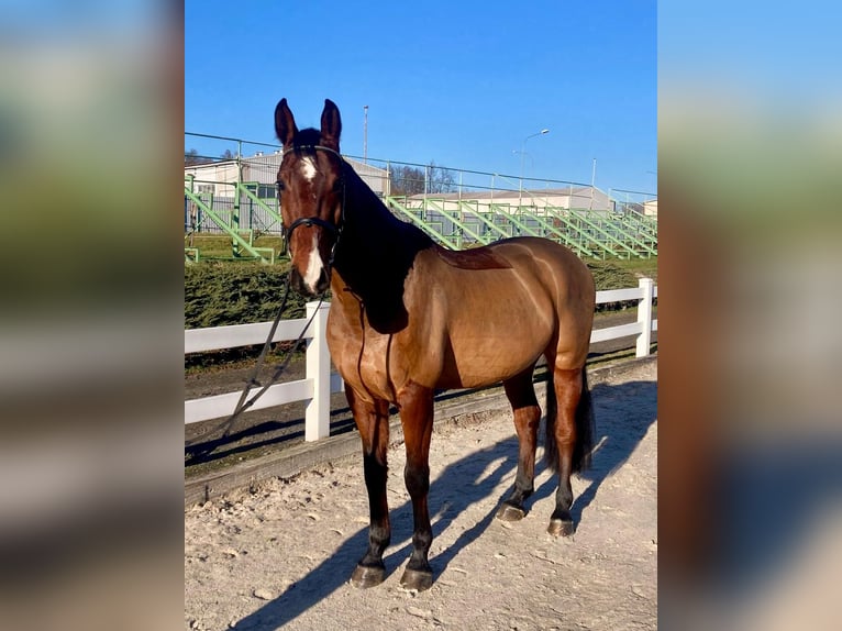 Czech Warmblood Gelding 6 years 16,2 hh Brown in Brno