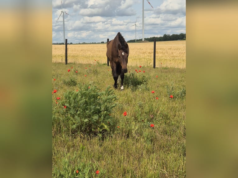 Czech Warmblood Gelding 6 years 16,2 hh Brown in Jacobsdorf
