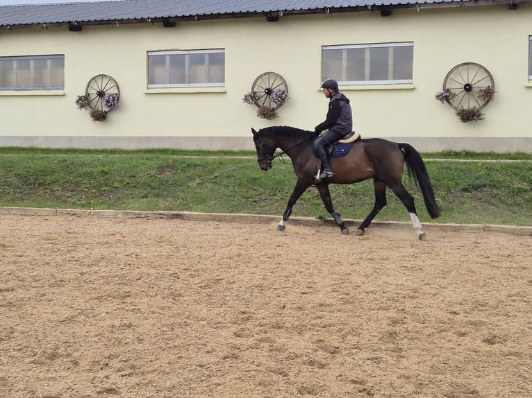 Czech Warmblood Gelding 6 years 16,2 hh Brown in Jacobsdorf