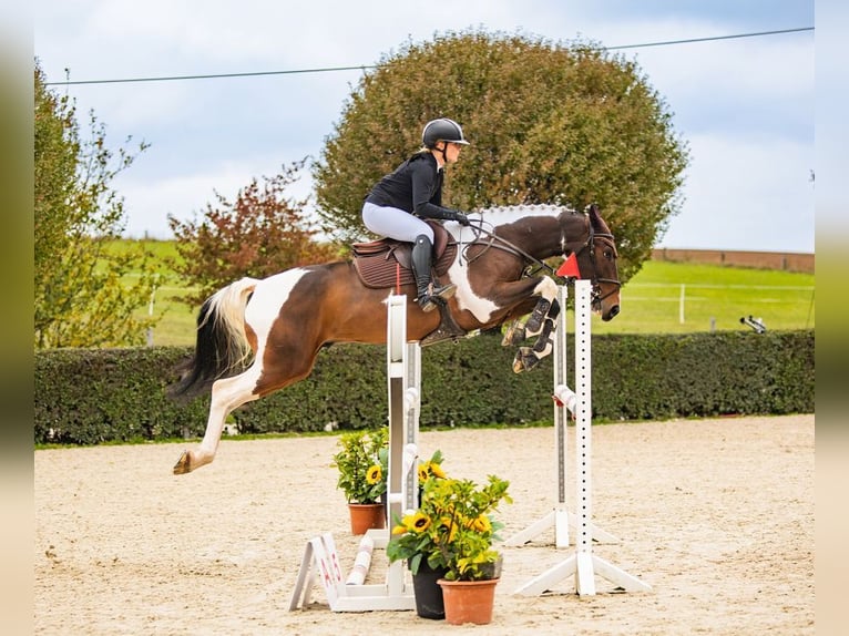 Czech Warmblood Gelding 6 years 16,2 hh Tobiano-all-colors in Prostějov