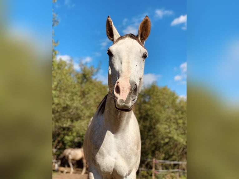 Czech Warmblood Gelding 6 years 17.2 hh Grey in Prešov