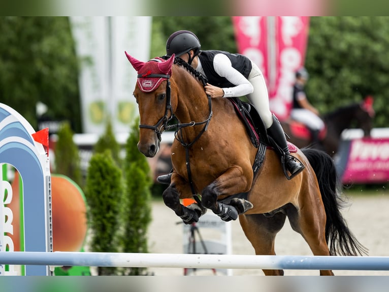 Czech Warmblood Gelding 6 years 17 hh Brown in Brandýs nad Labem