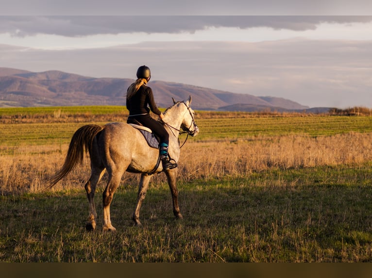Czech Warmblood Gelding 6 years 17,2 hh Grey in Prešov