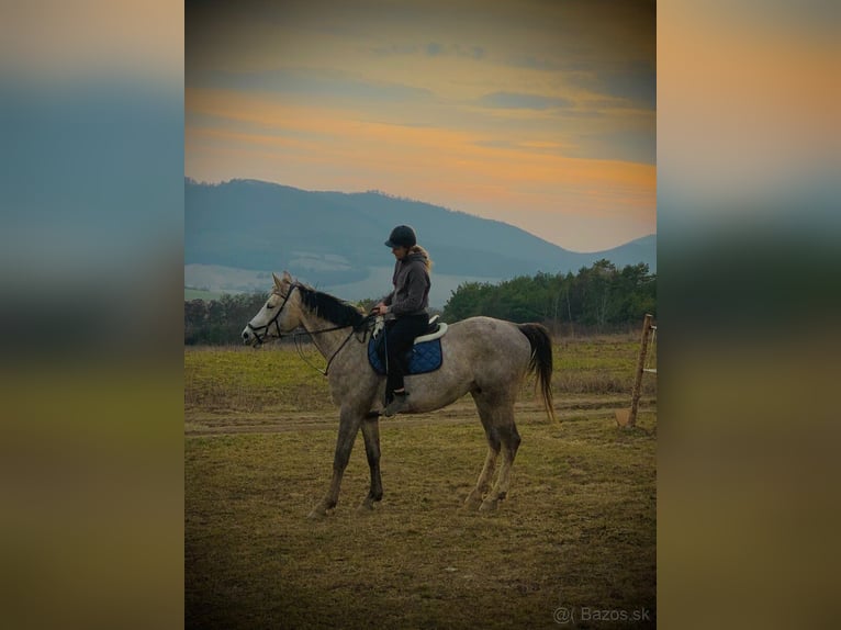 Czech Warmblood Gelding 6 years 17,2 hh Grey in Prešov