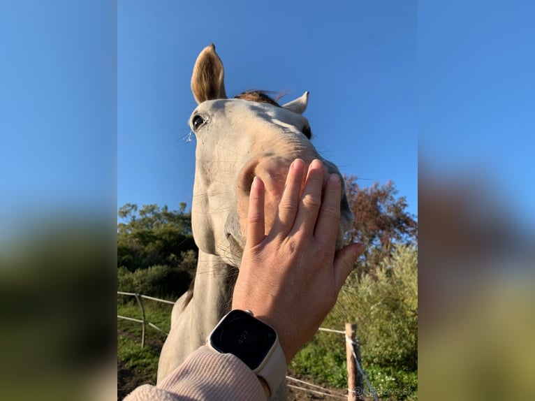 Czech Warmblood Gelding 6 years 17,2 hh Grey in Prešov