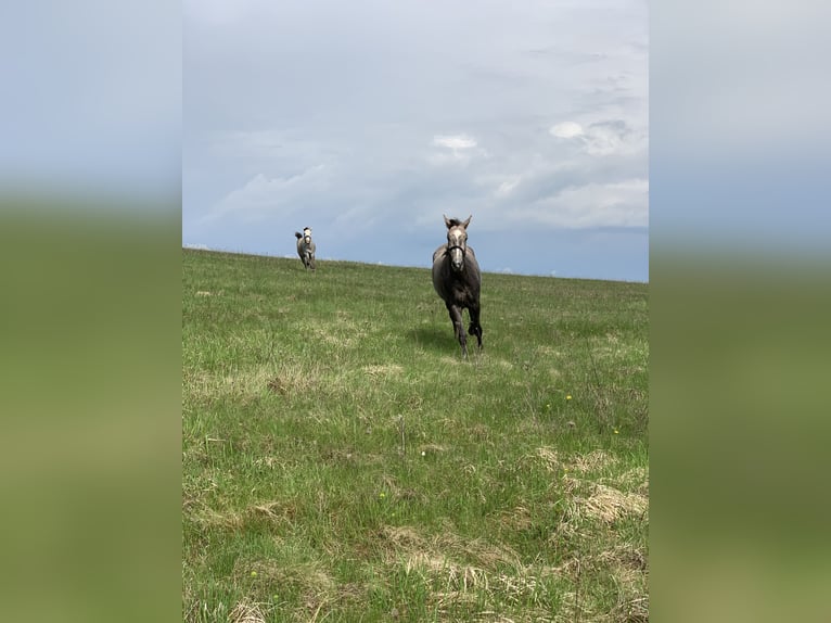 Czech Warmblood Gelding 6 years 17,2 hh Grey in Prešov