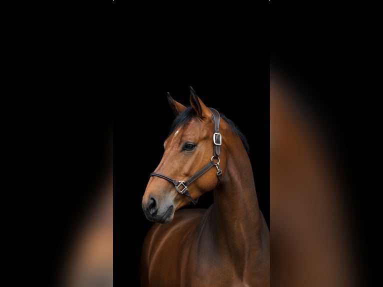 Czech Warmblood Gelding 6 years Brown in Fraunberg