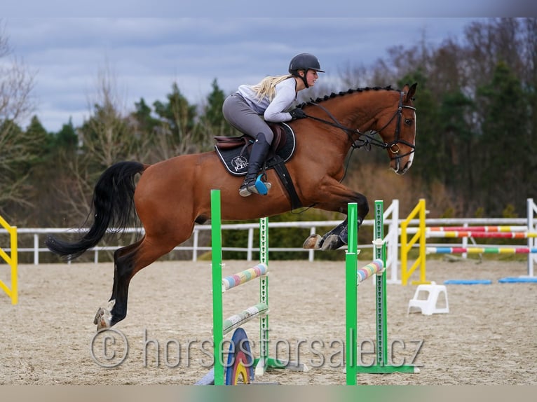 Czech Warmblood Gelding 7 years 16,1 hh Brown in Prag