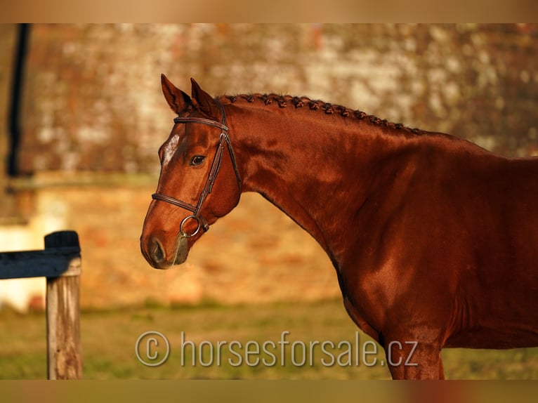 Czech Warmblood Gelding 7 years 16,1 hh Chestnut-Red in 1 Stunde von Prag