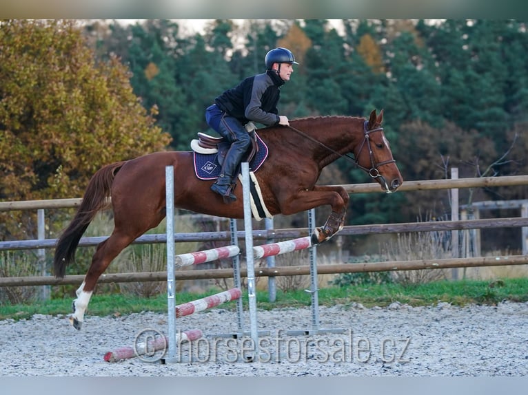 Czech Warmblood Gelding 7 years 16,1 hh Chestnut-Red in 1 Stunde von Prag